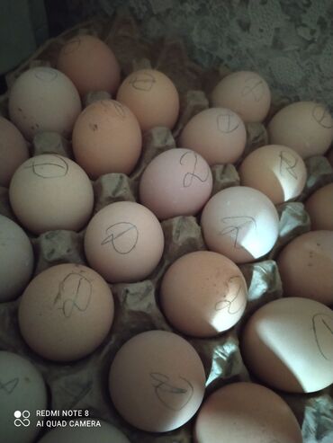 Куры, петухи: Продаю | Инкубационные яйца | Для разведения