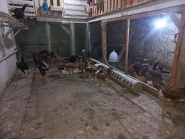 cin iti: • Məhsul: heyratı fərələr və xoruzlar(görsənən partiya) • Növ: Qarışıq — 2