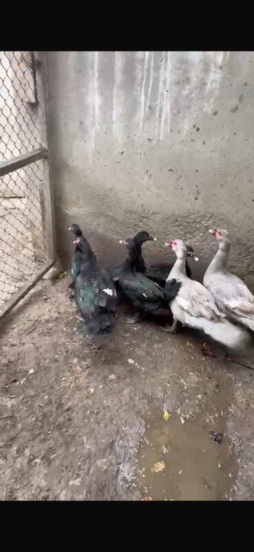 Ördəklər: Erkək, | Lal ördək, Ətlik — 10