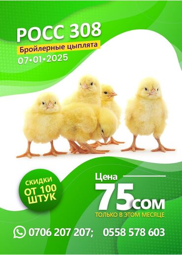 куры лебединовка: Сатам | Балапандар | Үй, РОСС 308, КОББ 500 | Союуга, Көбөйтүү үчүн