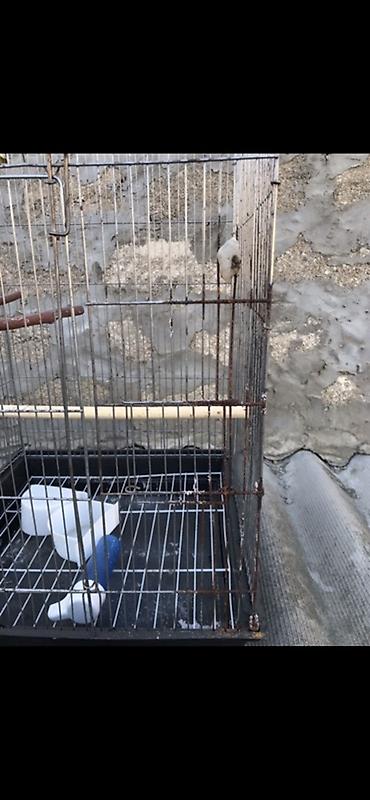 большая клетка для кролика: Böyük ölçülü quş qəfəsi - Material: metal barmaqlıqlar, plastik — 2