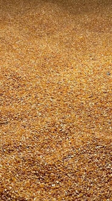 зерно кукуруза: Кукуруза рушеная оптом