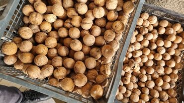 грецкий орех киргизия цена: Грецкий орех. Урожай этого года
