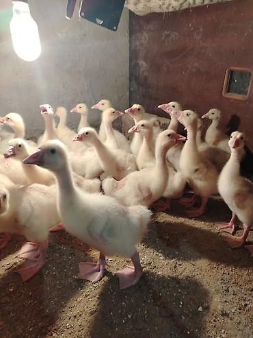 eşşək sudu satışı: Vitaminle böyüdulub sağlam heyvanları temiz qan linda sortu 15 gunluk — 5