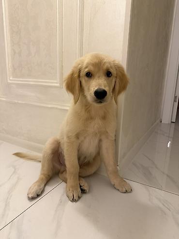 oglan it adlari: Retriever, 3 ay, Erkək — 1