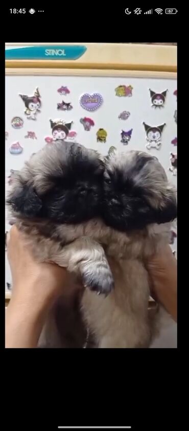 шотландский вислоухий котенок цена: Пекинес