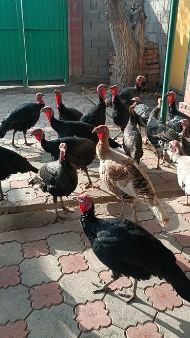 обмен на корову: Продаю | Индюк (самец) | Для разведения | Племенные