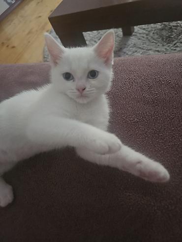ağ pişik satışı: Dişi, Yaxşı əllərə — 1