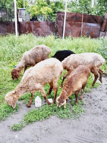 альпийская коза цена: Продаю | Овца (самка), Ягненок | Гиссарская, Арашан | На забой, Для разведения | Племенные, Матка, Ярка