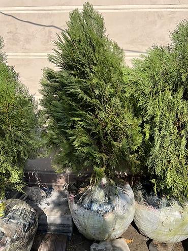 живая фороль: Хвойные деревья с комом земли (в мешках) для озеленения участков — 4