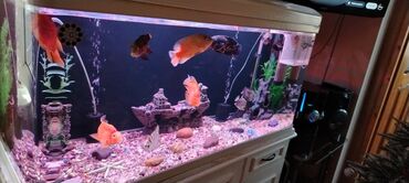 Akvariumlar: Salam zavod akvarium olcusu 1.20_60_45 yanlari aval 2 dene filteri — 5