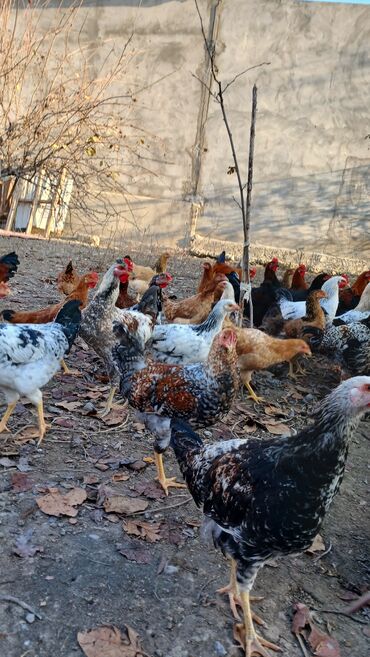 Toyuqlar: Toyuqlar və xoruzlar satılır. Şəkillərdə iri və orta çəkili toyuq və — 1