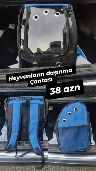sort pişik: Benqal, Erkək, Ünvandan götürmə, Pulsuz çatdırılma