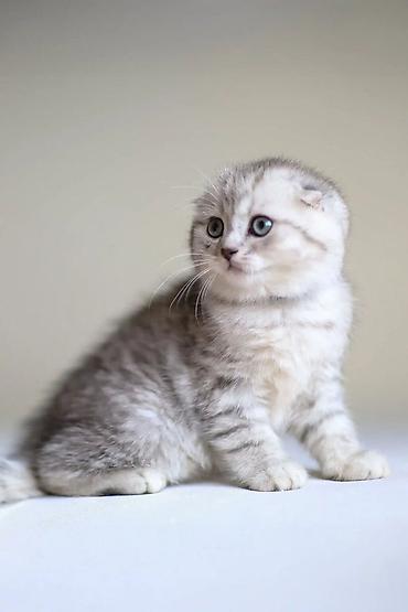 Кошки: Шотландская вислоухая — 1