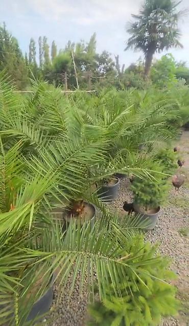 iran xurması ağacı: Xurma xurması (Phoenix dactylifera/dekorativ xurma) – iri, sıx — 2