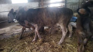 Коровы, быки: Продаю | Тёлка | На откорм — 10