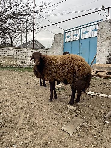 qoyun qiymetleri: Erkək, Qala, il: 1, 120 kq, Damazlıq, Ünvandan götürmə — 3