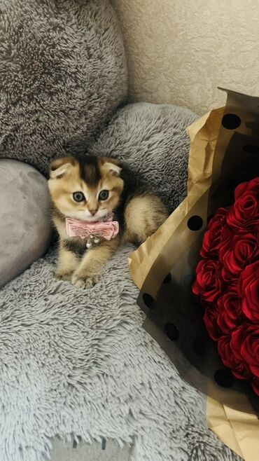 Pişiklər: Dişi — 25