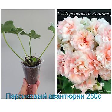 Бегонии: Бегонии и абутилон — укоренённые саженцы в стаканчиках/горшочках. 1) — 9