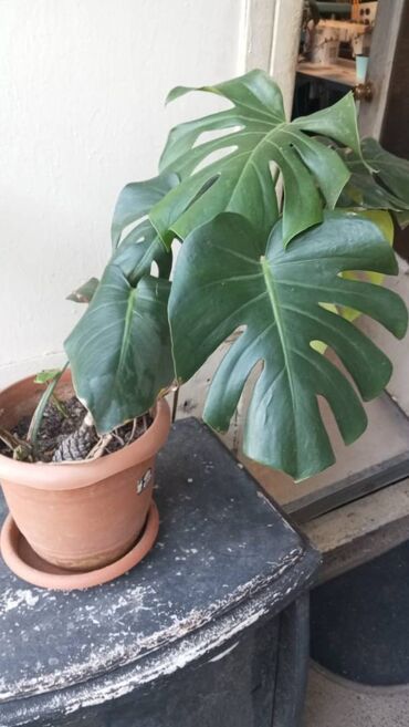 Quruducular: Monstera otaq bitkisi lalafo.az -da Quruducular: Monstera otaq bitkisi