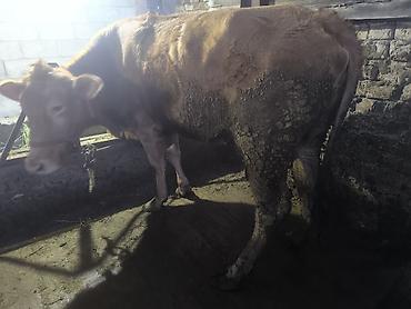 Коровы, быки: Продаю | Корова (самка) | Для разведения | Привязанные — 7
