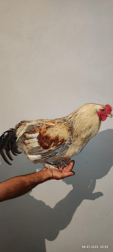 bezekli qoyun sekilleri: Salam xarici sort mavi yumurtlayan toyuqlar ve yumurtaları satılır çox — 4