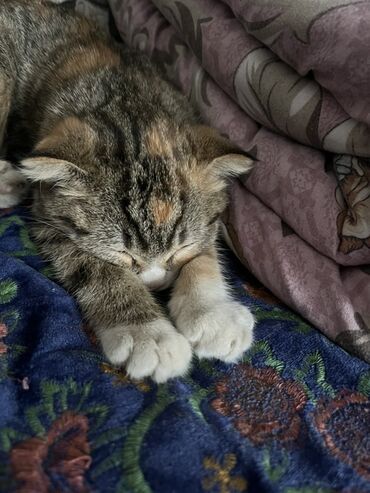 купить вислоухого котенка: Скотиш Фолд (Шотландиялык шалпаң кулак), 6 айлык, Ургаачы