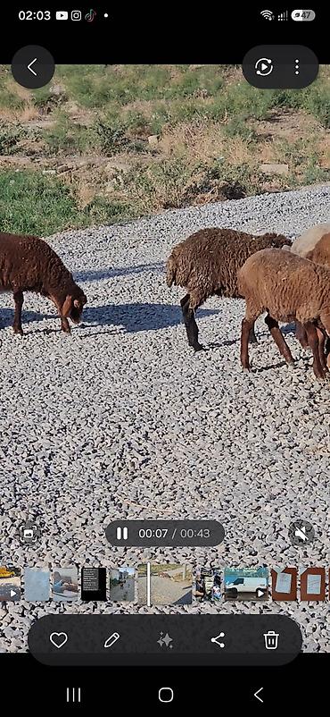 quzu qiyməti: 10 quzudu saxlaya bilmirəm 2500 manata ziyana satıram 9 dişi 1 — 2
