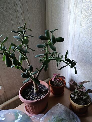 Бегонии: Гипоэстес (Hypoestes phyllostachya) «пятнистый» в горшке,есть белый — 6