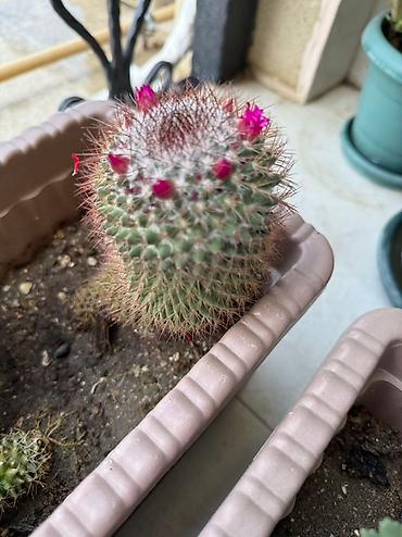 Otaq bitkiləri: Bu dəstə müxtəlif növ kaktuslar daxildir. Hər kaktus özünəməxsus forma — 5