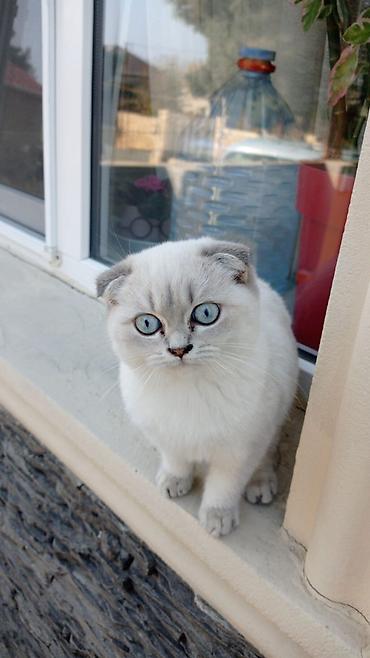 scottish fold qiyməti: Şotland, Dişi, Ünvandan götürmə — 1