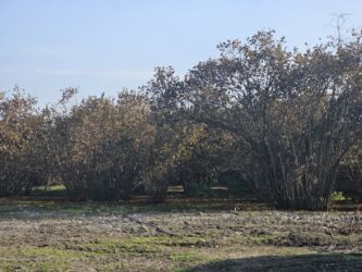 Şlanqlar: Qəbələ Rayon Mirzəbəyli kədi Oğuz qax şəki yolnun yanı 14 soot kupcalı — 8