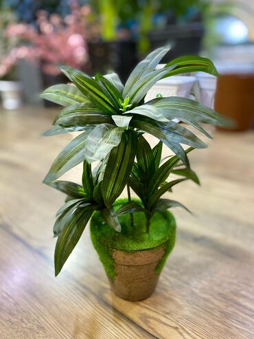 Ağaclar: Depodan bir basa satis 70azn baslayan dekarativ suni agaclar topdan — 18