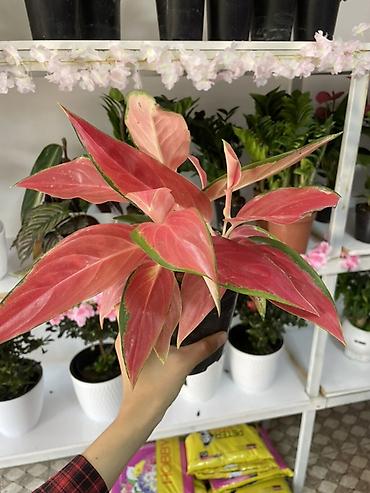 кызыл кия кыз: Аглаонема Pink/Red — декоративно-лиственное комнатное растение с — 1