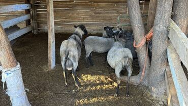 вислаухие котята: Продаю | Овца (самка) | Романовская | Для разведения | Котные, Матка, Ярка