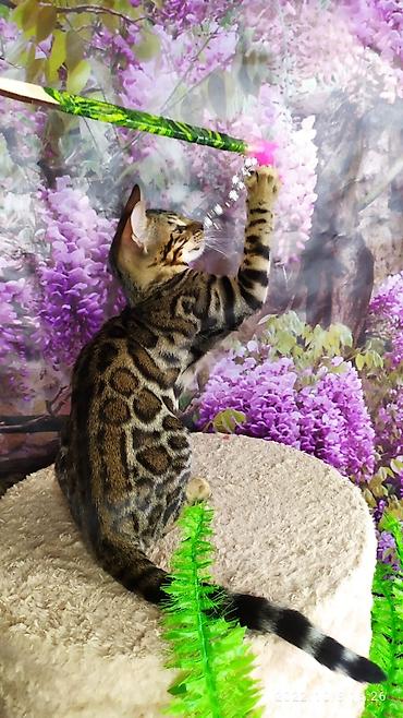 Продажа кошек: Бенгальские Детки .проф питомник Бен Гла Мур. предлагает Девочек и — 11