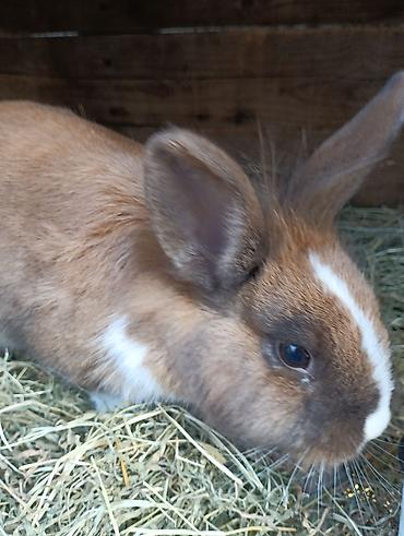 Индюки: Продаю | Индюшка (самка), Индюк (самец) | Полукровка | На забой, Для разведения | Племенные — 14