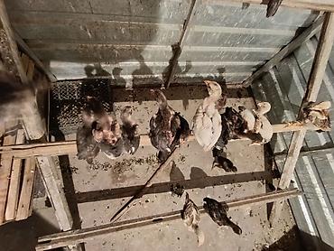 А/ч жаныбарлары үчүн тоюттар: Срочно продаю цыплят чистых бойцовские даканы очень активные недавно — 4