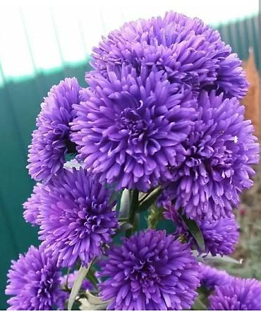 Сирень: Фото1-3 Сирень махровая на срез для букетов, с потрясающим ароматом — 6