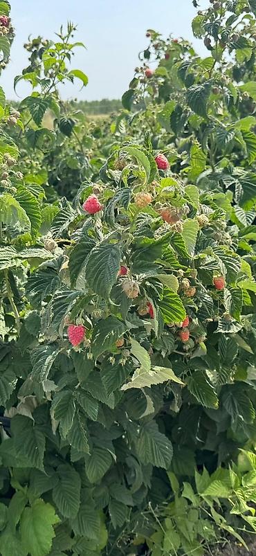 Малина: Малина — 3