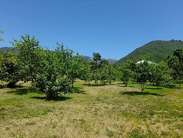 Torpaq sahələrinin satışı: Kənd təsərrüfatı -da lalafo.az — 13 Torpaq sahələrinin satışı: Kənd təsərrüfatı — 13