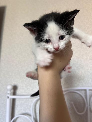 кошку: 1 месяц, Мальчик, Проглистована — 1