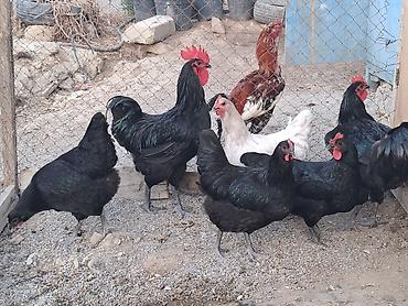 Toyuqlar: Toyuq, Australorp, Yumurtalıq — 5