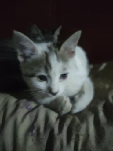 кошки бишкек купить: Котята, домашние, короткошёрстные. район сокулук - Окрас — 6