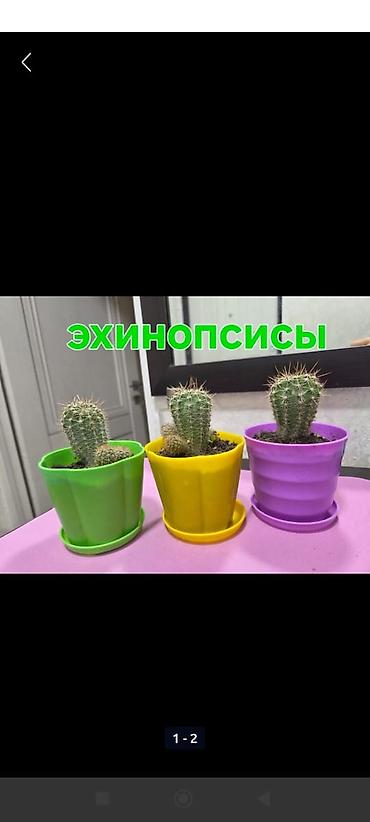 Кактусы: Мини-композиция из суккулентов и кактусов в прозрачной круглой кашпо — 5