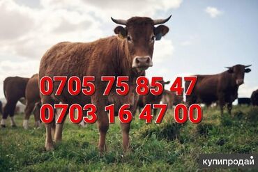 посудомойщица ночная смена: Требуется Пастух, Оплата Ежемесячно