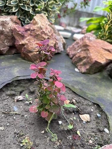 Декоративные деревья: Продаю все виды садовых растений,кустарников и цветов. Ош at lalafo.kg — 12 Декоративные деревья: Продаю все виды садовых растений,кустарников и цветов. Ош — 12