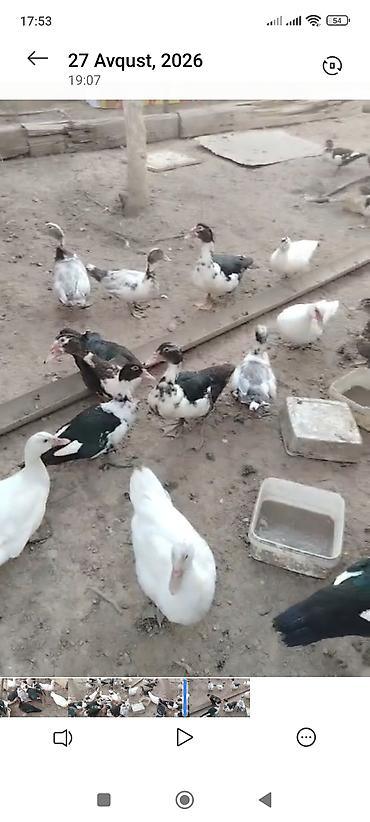 bala qoyun: Satılır müxtəlif rəng çalarlarında ördəklər və ördək balaları — 2
