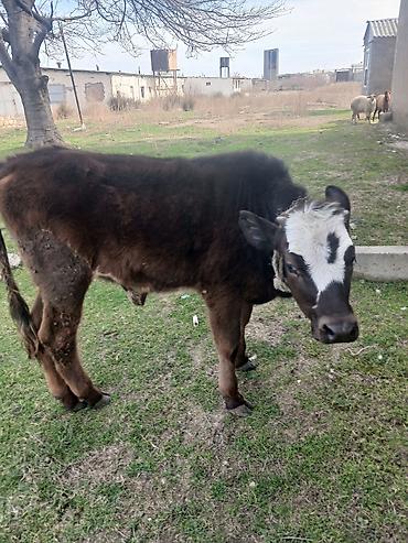 Dana, buzov: Diși göbəkli 7ayLlq disi danadlr. dananln anaslvə anaslnln anaslda — 29