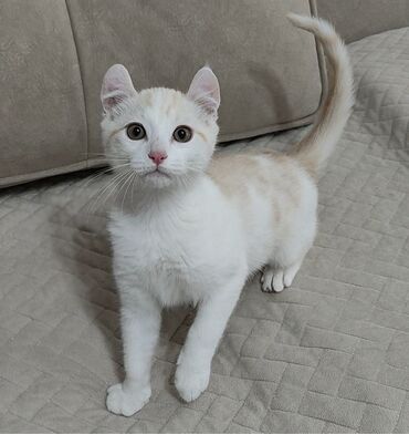Продажа кошек: Американский кёрл, 3 месяца, Мальчик, Белый, Приучена к лотку — 13
